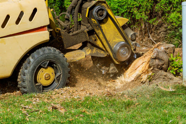 Best Tree Disease Treatment  in West Loch Estate, HI