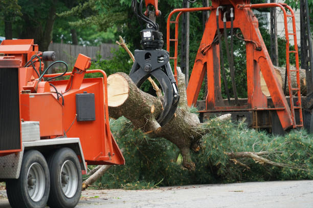 How Our Tree Care Process Works  in  West Loch Estate, HI