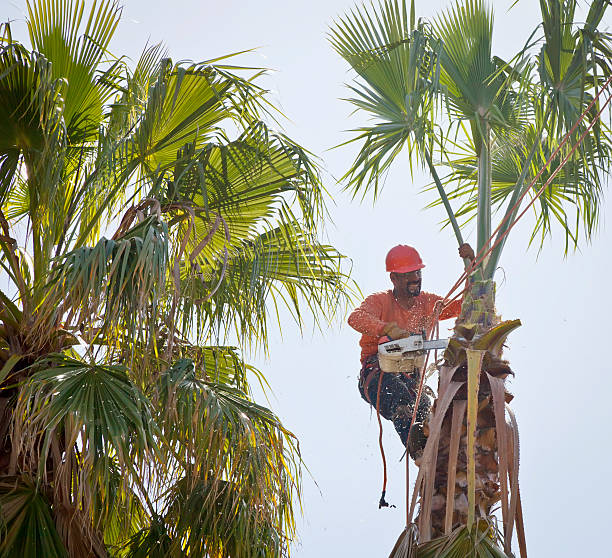 Best Tree Removal  in West Loch Estate, HI