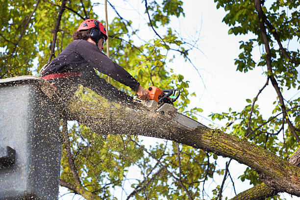 Best Tree Maintenance Programs  in West Loch Estate, HI